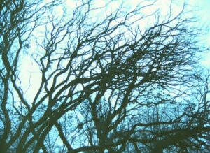 podarunok-na-imenyny2