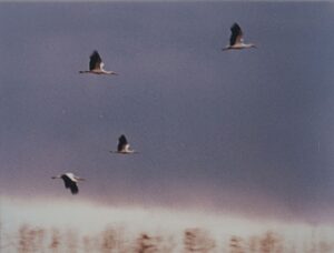 taka-piznya-taka-tepla-osin-7 (1)